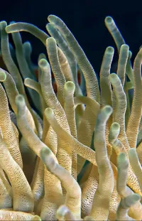 Vertebrate Organism Underwater Live Wallpaper