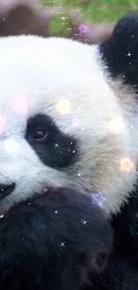 Vertebrate Panda Mammal Live Wallpaper