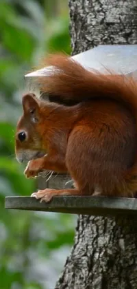 Vertebrate Plant Eurasian Red Squirrel Live Wallpaper