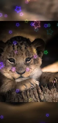 This phone live wallpaper features an adorable baby lion sitting atop a tree stump, surrounded by glowing stars and lovely bokeh