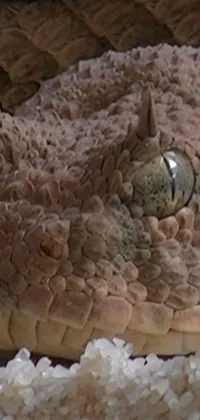 Vertebrate Reptile Mammal Live Wallpaper