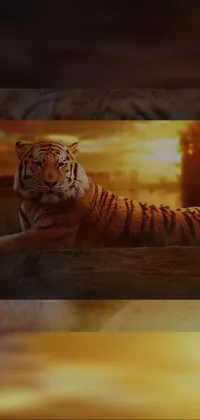 Vertebrate Siberian Tiger Felidae Live Wallpaper