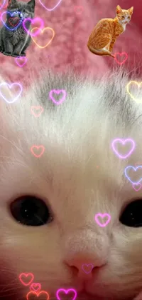 This adorable live wallpaper features a white kitten laying on a pink blanket