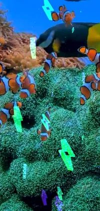 Vertebrate Underwater Clownfish Live Wallpaper