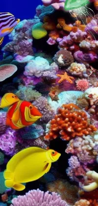 Vertebrate Underwater Natural Environment Live Wallpaper