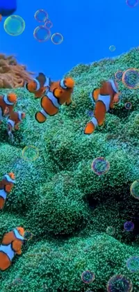 This stunning live wallpaper features a delightful group of clown fish swimming in an aquarium set against a backdrop of tranquil underwater bubbles
