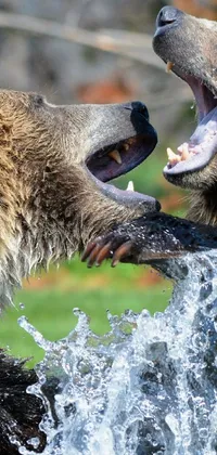 This phone live wallpaper showcases the captivating beauty of brown bears frolicking in the water during autumn season