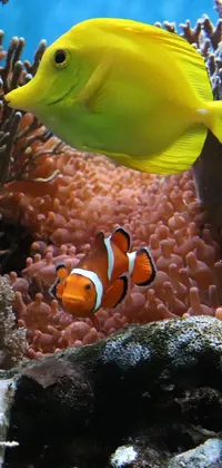 Vertebrate Water Natural Environment Live Wallpaper