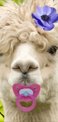 This live wallpaper features a colorful close-up photo of a delightful llama with a pacifier in its mouth