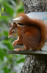 Vertebrate Wood Eurasian Red Squirrel Live Wallpaper