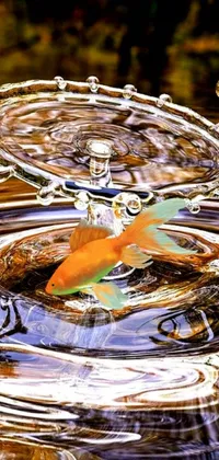 This phone live wallpaper features a close-up of a water drop with a leaf inside, surrounded by a digital rendering of floating koi fish