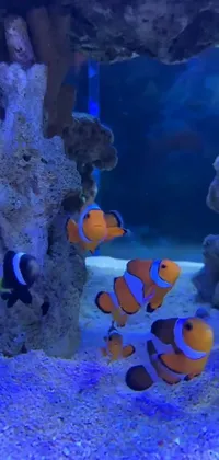 Water Anemone Fish Clownfish Live Wallpaper