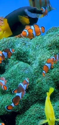 Water Anemone Fish Plant Live Wallpaper