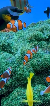 Experience the beauty and serenity of the great barrier reef in the palm of your hand with this exquisite phone live wallpaper