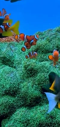 Water Anemone Fish Vertebrate Live Wallpaper