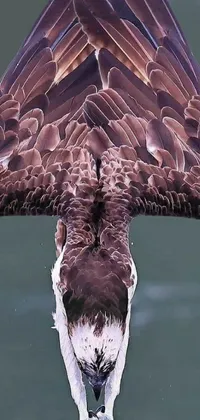 Water Animal Bird Live Wallpaper
