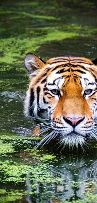 Bring the wild into your phone with this striking live wallpaper featuring a swimming tiger among green algae