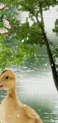 Water Animal Outdoor Live Wallpaper