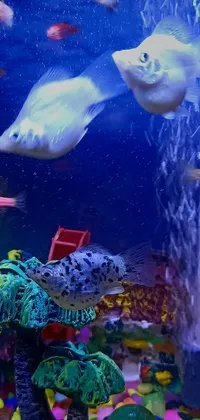 Water Animal Reef Live Wallpaper
