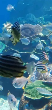 Water Animal Reef Live Wallpaper