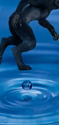 This phone live wallpaper showcases a striking black dog in mid-air, jumping into a pool of water