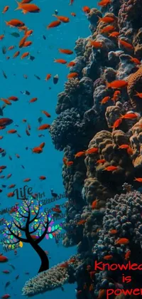This live wallpaper features a captivating scene of vibrant fish swimming around a flourishing coral reef