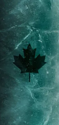 Looking for a phone live wallpaper that will make your device stand out? This close up image features a leaf on frozen surface, with a dark teal colour scheme that takes inspiration from the boards of Canada album cover trend