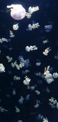 This live wallpaper features a group of beautiful jellyfish swimming in an aquarium