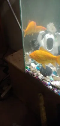 This phone live wallpaper showcases a realistic image of two vibrant orange yellow fish swimming in a tank
