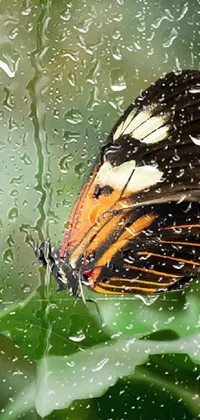 Water Arthropod Butterfly Live Wallpaper
