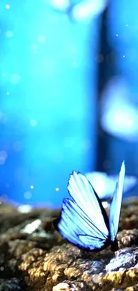 This phone live wallpaper showcases a captivating close-up of a butterfly resting on a rock, embellished with ethereal blue lighting that creates a magical atmosphere