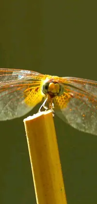 Water Arthropod Dragonfly Live Wallpaper