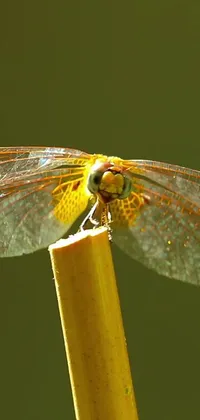 This phone live wallpaper showcases the intricate beauty of a dragonfly perched on a stick