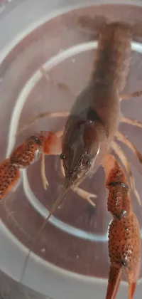 This live wallpaper features a vibrant close-up of a red lobster trapped in a plastic container