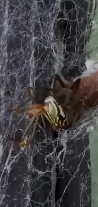 Get an up close and personal look at nature's most fearsome predator with this spider live wallpaper for your phone