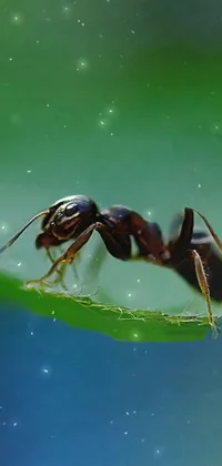 Water Arthropod Insect Live Wallpaper