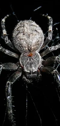 This live wallpaper shows a detailed portrait of a spider on its web in striking close-up