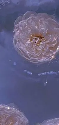This phone live wallpaper features a serene image of jellyfish coasting over a body of water, an album cover, a romanticism-era painting, a close-up of a blooming rose, a screenshot from a flick, a sparkling ice surface, an art style resembling "ffffound", a glowing skyline, and an abstract representation of the galaxy