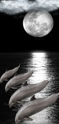Looking for a mesmerizing live wallpaper that will transform your phone into an underwater wonderland? Look no further than this breathtaking sheet featuring a group of dolphins swimming gracefully beneath a stunning full moon