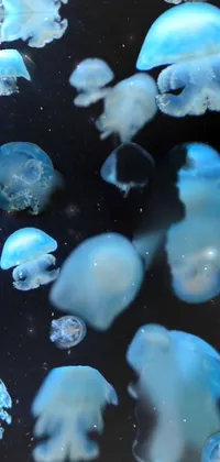 Water Atmosphere Marine Invertebrates Live Wallpaper