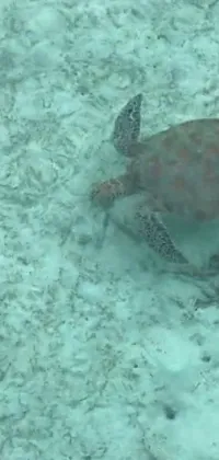 Water Azure Hawksbill Sea Turtle Live Wallpaper