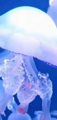 Water Azure Liquid Live Wallpaper