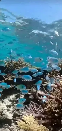 Showcase your love for marine life with this mesmerizing phone live wallpaper featuring a group of fishes swimming over a vibrant coral reef in the blue ocean of Australia