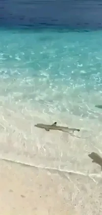 This live wallpaper for your phone features a stunning beach scene with crystal-clear waters, white sand, and two majestic sharks swimming gracefully in the waves