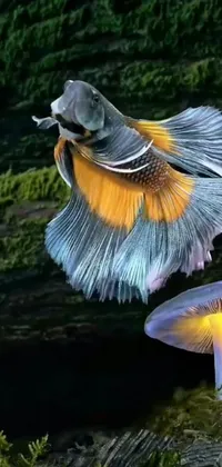 This phone live wallpaper features two Betta fish gliding together in a tranquil and serene manner