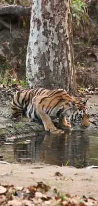 Water Bengal Tiger Siberian Tiger Live Wallpaper