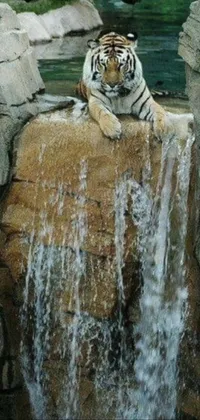 This striking live phone wallpaper showcases a gorgeous tiger lounging on a rock next to a waterfall
