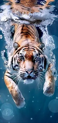 white tiger underwater wallpaper