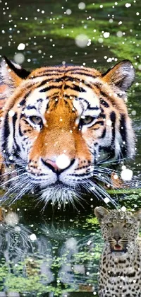 This stunning live wallpaper showcases two tigers in a jungle forest, swimming in a crystal clear body of water