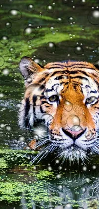 Experience the raw power and beauty of a tiger swimming in this stunning live wallpaper for your phone